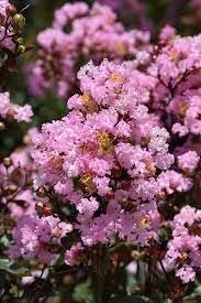 Crape Myrtle Rhapsody in Pink | Extra Large Gallon Plants | Soft Pink Blooms, Live Plant, Elegant Ornamental Shrub for Graceful Garden Displays