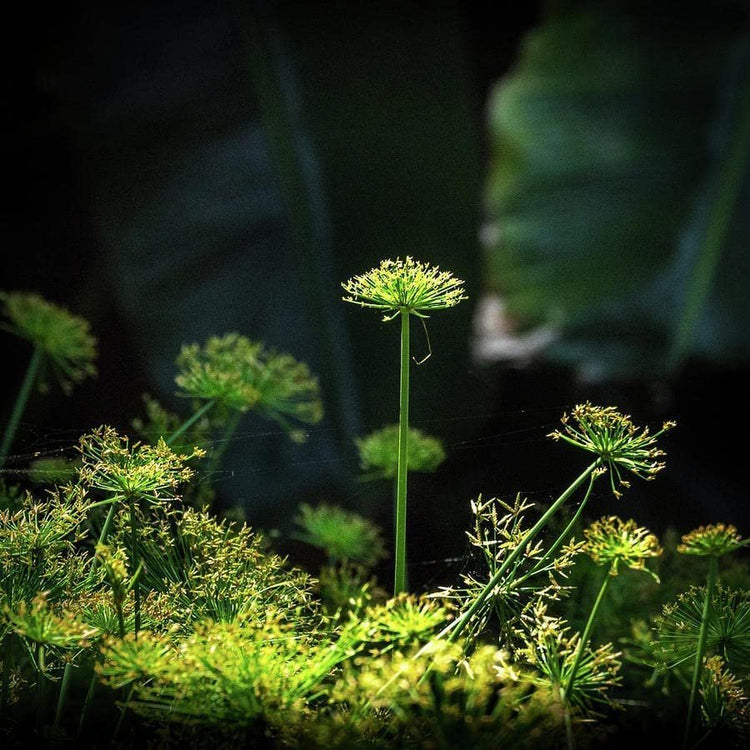 Dwarf Papyrus Plant | Live Plants | Cyperus Shade & Wet Tolerant Aquatic Foliage