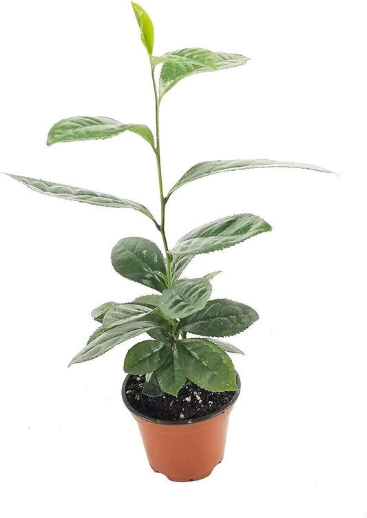 Camellia Sinensis Tea Plants | Live Inch Pots | Camellia Sinensis | Grow & Brew Your Own Tea | Perfect for Home Gardens