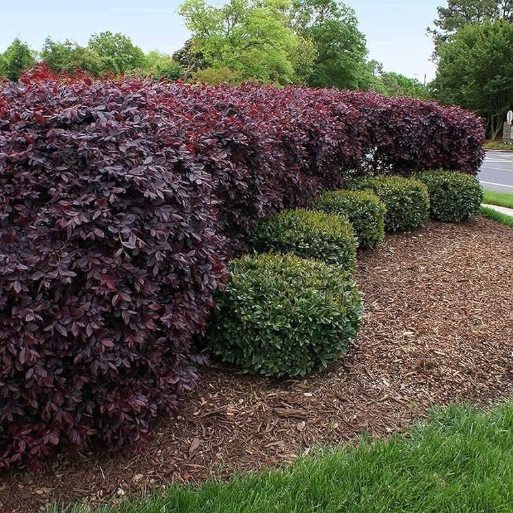 Loropetalum Carolina Midnight | Extra Large 3 Gallon Plant | Botanical Name: Loropetalum Chinense | Low Maintenance | Fast Growing