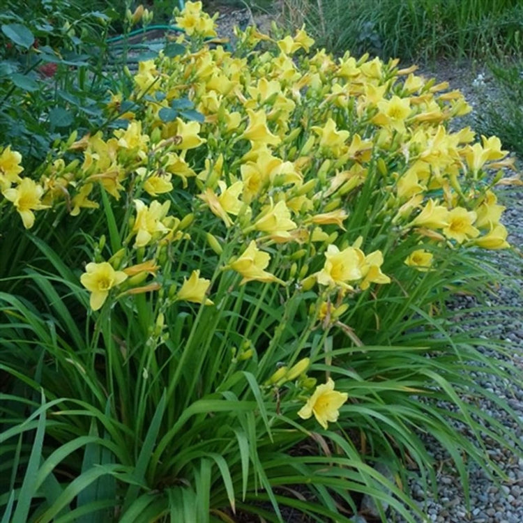 Daylily Happy Returns I Live Inch Pots I Hemerocallis | Yellow Flowers | Perennial Garden Star, Easy-to-Grow for Continuous Floral Display