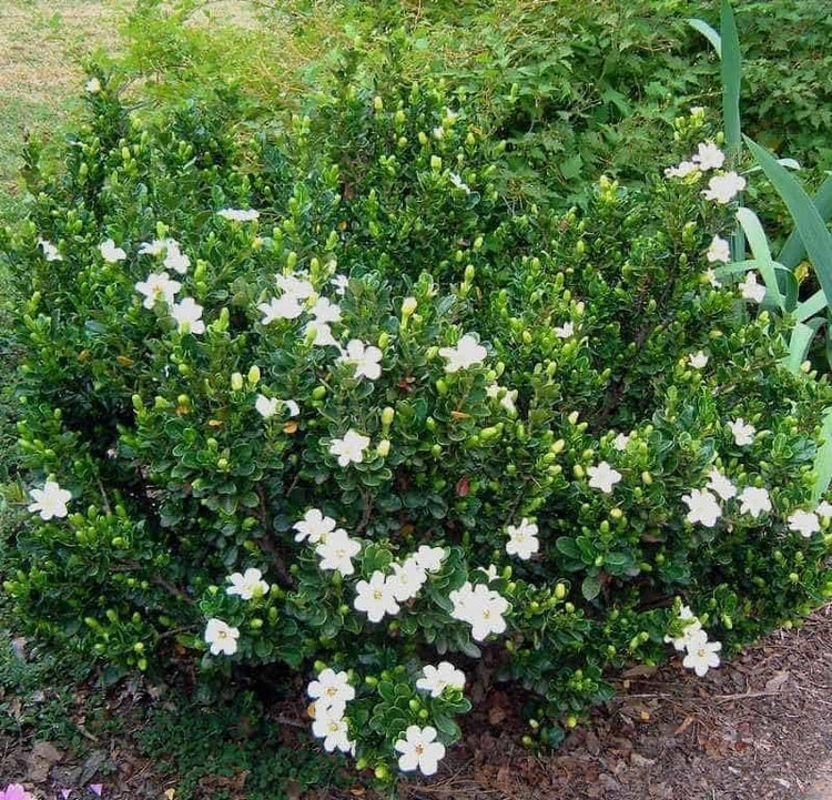 Gardenia Veitchii | Extra Large 3 Gallon Plants | Gardenia jasminoides 'Veitchii' | Fragrant Blooms | Lush Foliage