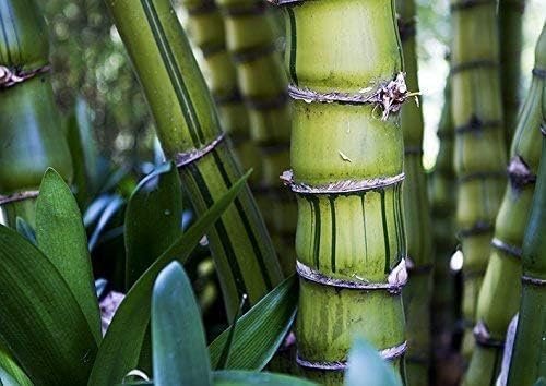 Striped Dwarf Buddha Belly Bamboo | Live Plants | Bambusa Vulgaris Wamin Striata | Rare Non-Invasive Clumping Bamboo