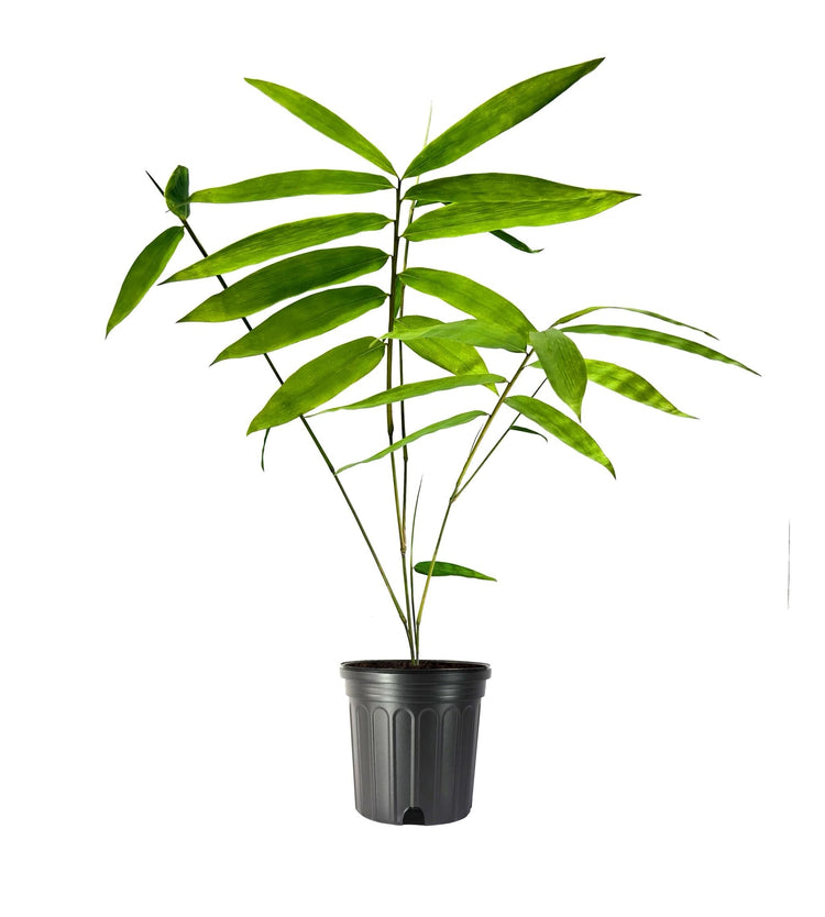 Dendrocalamus Giganteus Bamboo | Large Gallon Size Plant | Fast-Growing Privacy Screen | Giant Live Outdoor Greenery | Sustainable Garden Solution