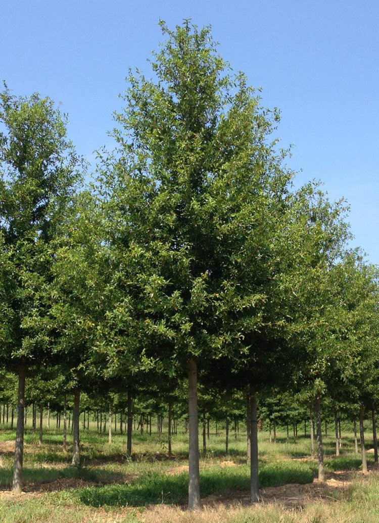 Laurel Oak Tree | Quercus Laurifolia Swamp Oak | Live Plants | Semi-Evergreen Deciduous Shade Tree