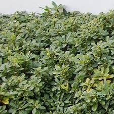 Pittosporum Green | Extra Large Gallon Plants | Pittosporum Tobira | Lush Privacy Hedge | Easy-Care Landscape