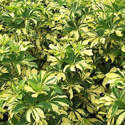 Arboricola Variegated Trinette | Extra Large 3 Gallon Plants | Schefflera arboricola 'Trinette' | Lush Foliage | Indoor/Outdoor Versatility