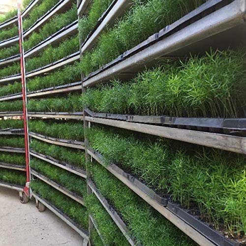 Asparagus Fern - Live Plants - Asparagus Densiflorus Sprengeri