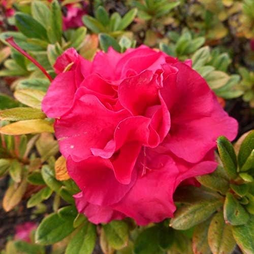 Azalea Prize - Live Plants - Pink/Red Flowering Rhododendron Shrub