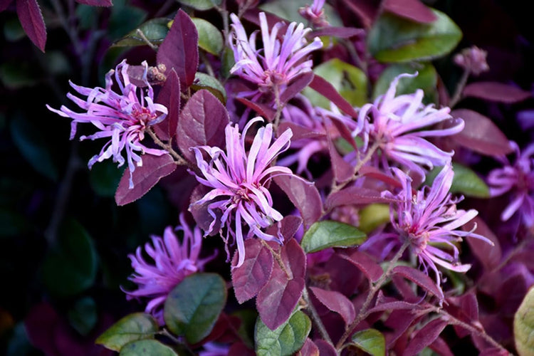 Loropetalum Ruby | Extra Large Gallon Plants | Loropetalum Chinense 'Ruby' | Vibrant Garden Addition | Easy-Grow Foliage