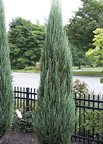 Blue Arrow Juniper - Live Trees - Juniperus Scopulorum - Formal Evergreen Privacy Screen