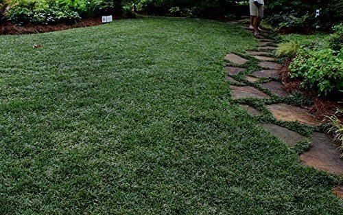 Dwarf Mondo Grass Qty Live Plants Shade Loving Evergreen Ground Cover Ophiopogon Japonicus Nanus