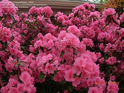 Azalea Pink Ruffle - Live Plants - Pink Flowering Rhododendron Shrub