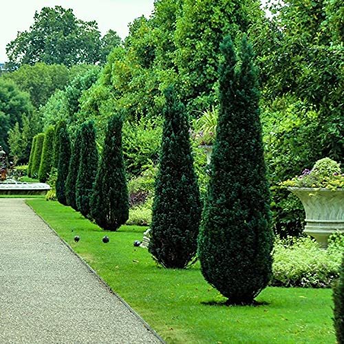 Hetzi Juniper | Live Gallon Size Tree | Juniperus Chinensis | Drought Tolerant Cold Hardy Evergreen Privacy Screening Plants