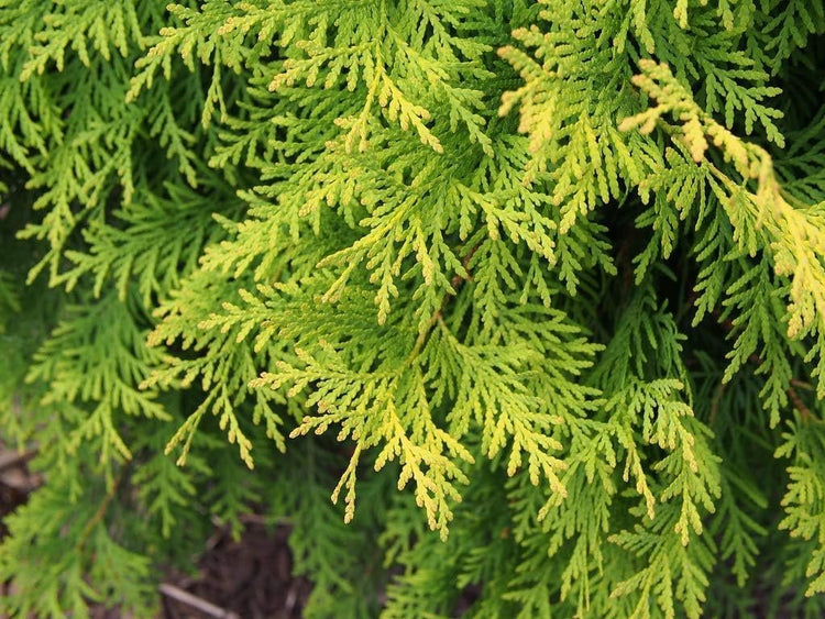 Arborvitae Berkman's Gold | Live Plants | Thuja Occidentalis | Perfect for Landscaping | Radiant & Hardy