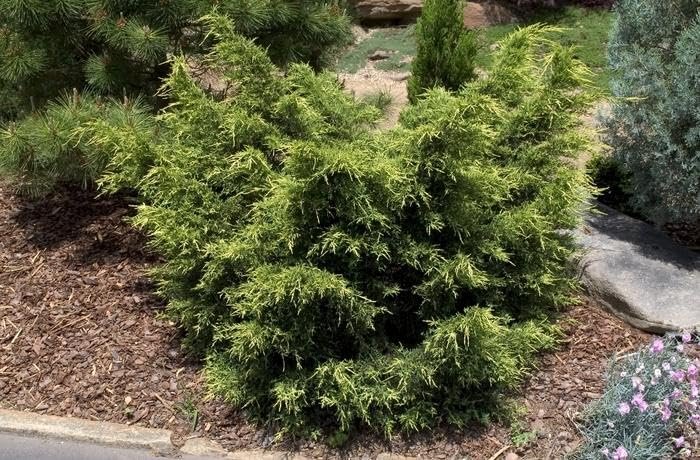 Premium Gold Star Juniper Shrub | Gallon Live Plants | Perfect for Landscaping, Low Maintenance Evergreen Plant, Ideal for Garden Decoration, Hardy Outdoor Plant