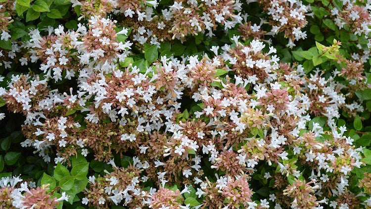 Abelia Chinensis Rose Creek | Large Gallon Size Plants | Flowering Butterfly Attracting Ornamental Shrub