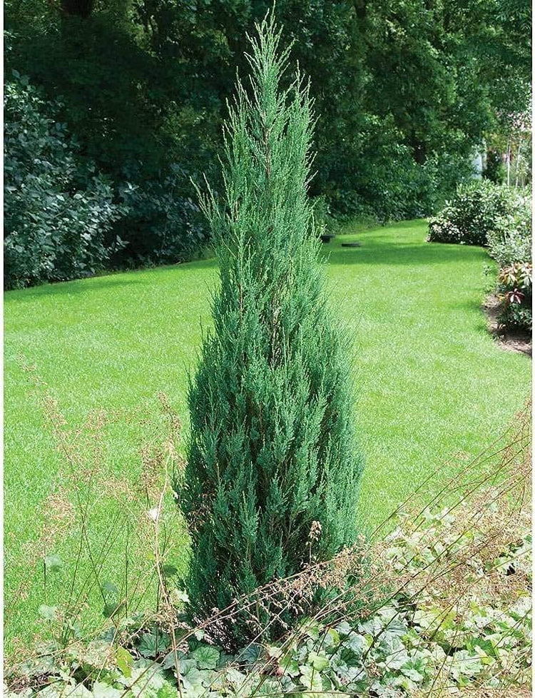 Skyrocket Juniper - Live Inch Pots - Juniperus Scopulorum - Formal Upright Evergreen Tree