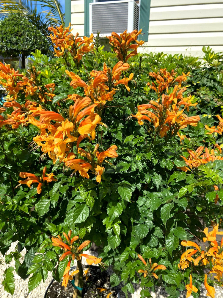 Florida Foliage Cape Honeysuckle | Live Plants | Tecomaria Capensis | Birds & Butterfly Attracting Versatile Shrub