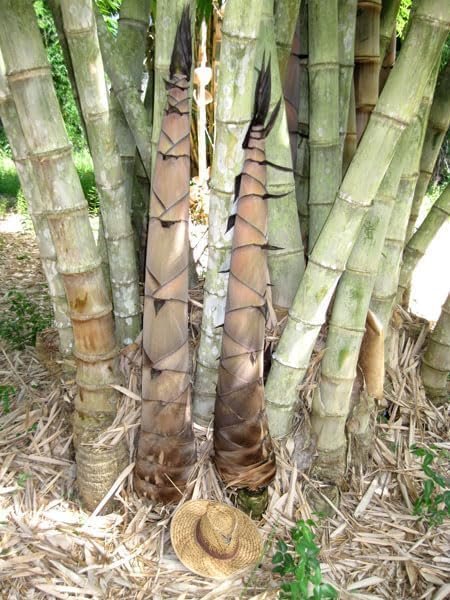 Dendrocalamus Asper Bamboo Plant - Fast-Growing Live Indoor/Outdoor Giant Bamboo for Landscaping & Green Decor - Eco-Friendly - Also Known as Dragon/Rough Bamboo