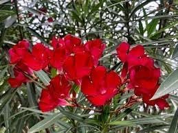 Oleander Red | Extra Large 3 Gallon Plants | Nerium Oleander | Stunning Landscape Addition | Sun-Loving Blooms