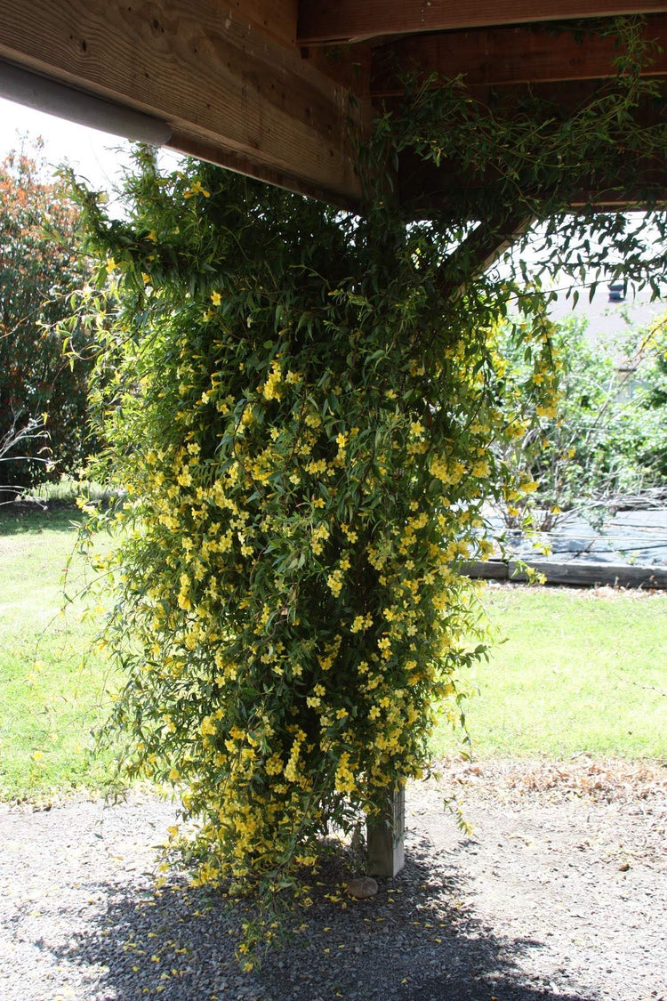 Carolina Jasmine | Live Plants | Gelsemium Sempervirens Jessamine | Fragrant Blooming Vine Foliage