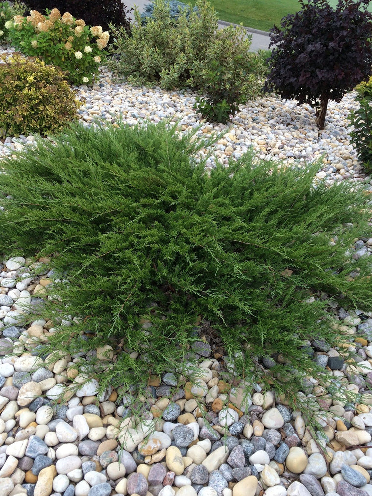 Juniper Calgary Carpet | Live Inch Pots | Juniperus Sabina Monna | Drought Tolerant Cold Hardy Evergreen Groundcover Plants