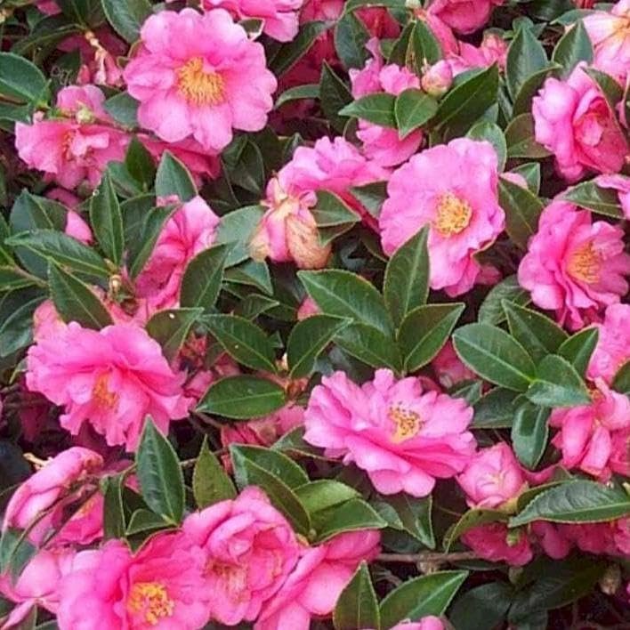 Camellia Sasanqua Shi-Shi I Extra Large Gallon Plants | Pink Flowering Live Plant for Outdoor & Indoor Gardens, Compact Elegant Flowering Shrub for Vibrant Landscaping