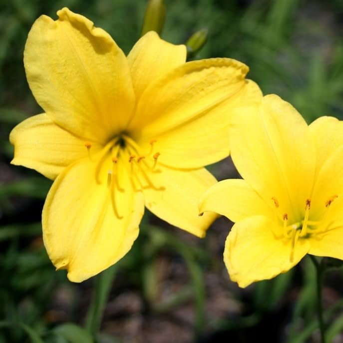 Daylily Yangtze I Live Inch Pots I Hemerocallis | Yellow Flowers | Lush Scarlet Blooms, Exquisite Perennial Highlight, Effortless Growth for Garden Brilliance