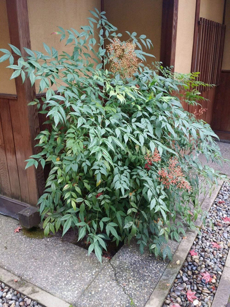 Heavenly Bamboo - Nandina Domestica - Live Gallon Size Plants - Beautiful & Colorful Low Maintenance Foliage