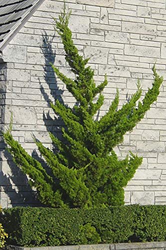 Hollywood Juniper - Juniperus Chinensis Torulosa - Live Quart Size Trees - Drought Tolerant Cold Hardy Evergreen Plant