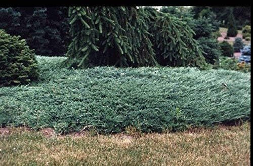 Juniper Bar Harbor - Live Plants - Juniperus Horizontalis - Drought Tolerant Cold Hardy Evergreen Ground Cover