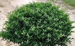 Soft Touch Holly | Extra Large 3 Gallon Plants | Ilex crenata 'Soft Touch' | Lush Evergreen Foliage | Ideal for Landscape and Gardens