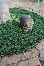 Mondo Grass | Live Inch Pots | Ophiopogon Japonicus | Durable Ground Cover | Shade Tolerant Landscaping Plants