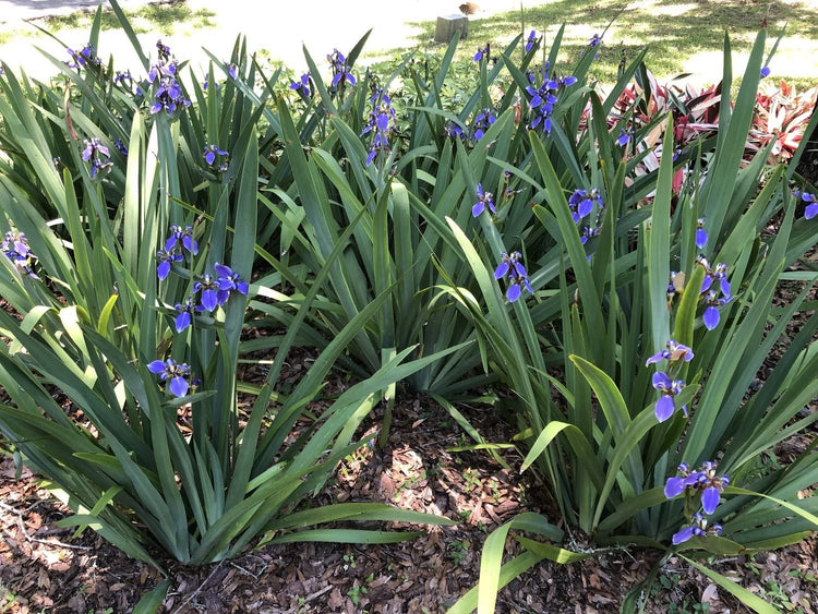 Walking Iris Regina | Live Plants | Giant Apostle Plant | Exotic Fragrant Blooming Specimen