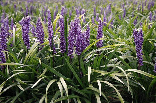 Super Blue Liriope Muscari | Live Bare Root Pips | Evergreen Plant Ground Cover Monkey Grass Lilyturf