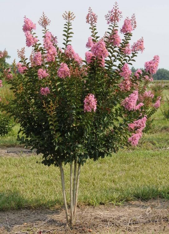 Crape Myrtle Sioux | Live Plants | Vibrant Hot Pink Blooms, Live Plant, Show-Stopping Ornamental Shrub for Stunning Garden Displays