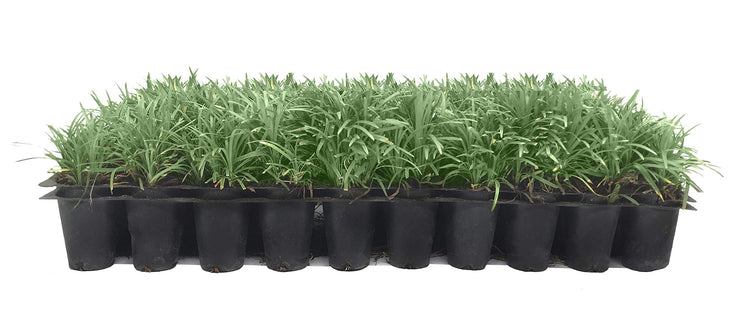 Dwarf Mondo Grass - Live Plants - Shade Loving Evergreen Ground Cover Ophiopogon Japonicus Nanus