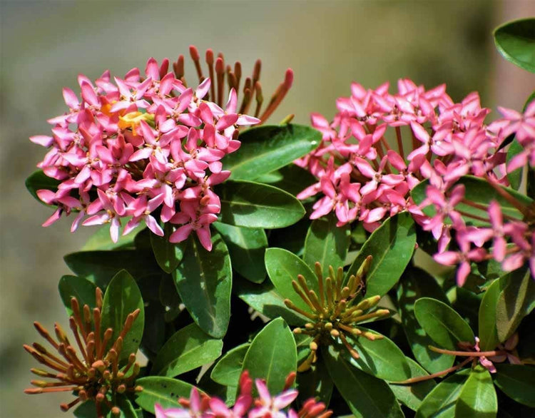 Ixora Dwarf Pink Taiwanensis | Live Plants | Ixora Chinensis | Perfect for Compact Spaces | Vibrant Tropical Blooms