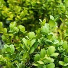 Japanese Boxwood | Extra Large Gallon Plants | Dense & Evergreen Shrub, Ideal for Elegant Hedges, Topiary, Borders, and Landscape Design, Hardy & Drought Tolerant