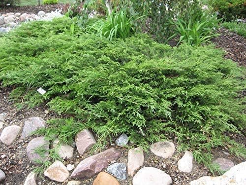 Juniper Monna Sierra Spreader | Live Plants | Juniperus Chinensis | Drought Tolerant Cold Hardy Evergreen Ground Cover