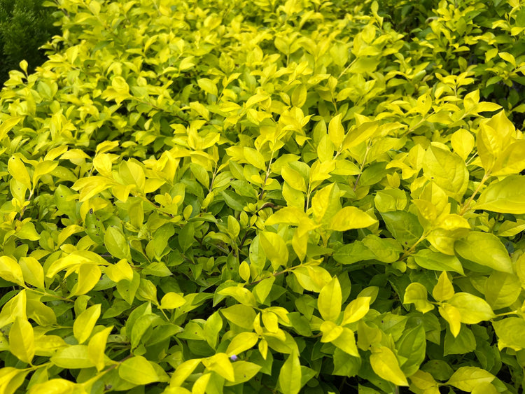 Duranta Gold Mound | Live Quart Size Plant | Duranta Erecta 'Gold Mound' | Vibrant Foliage | Landscape Accent Shrub Hedge