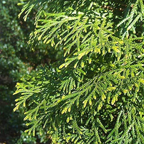 Green Giant Arborvitae | Large Gallon Trees | Thuja Plicata | Live Evergreen Privacy Screening Plants