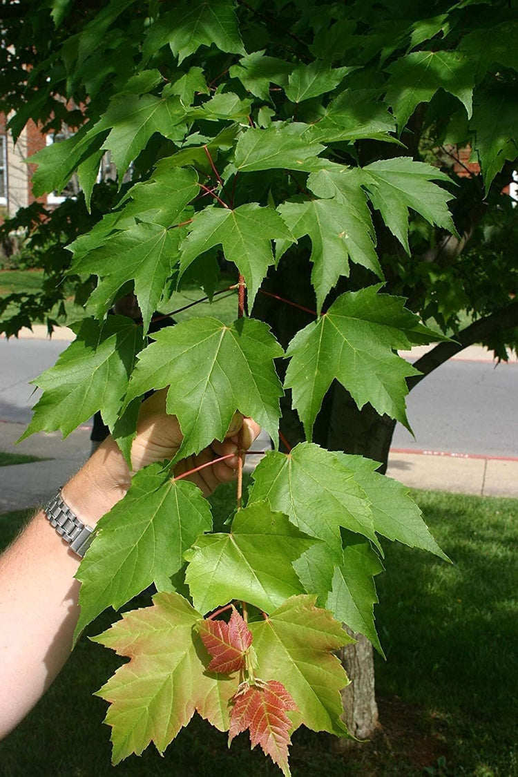 Red Maple Tree | Live Trees | Acer rubrum | Native American Beauty Fast-Growing Shade Tree | Fall Foliage Wildlife-Friendly Habitat