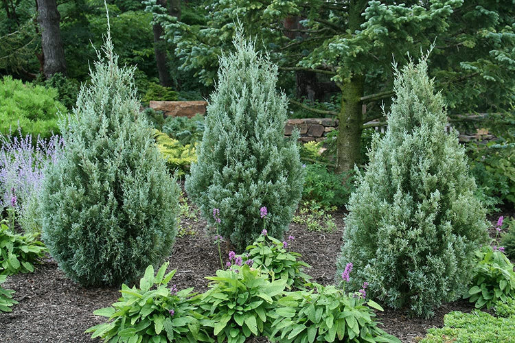 Wichita Blue Juniper | Live Gallon Size Trees | Juniperus Scopulorum | Evergreen Screening Hedging Plant