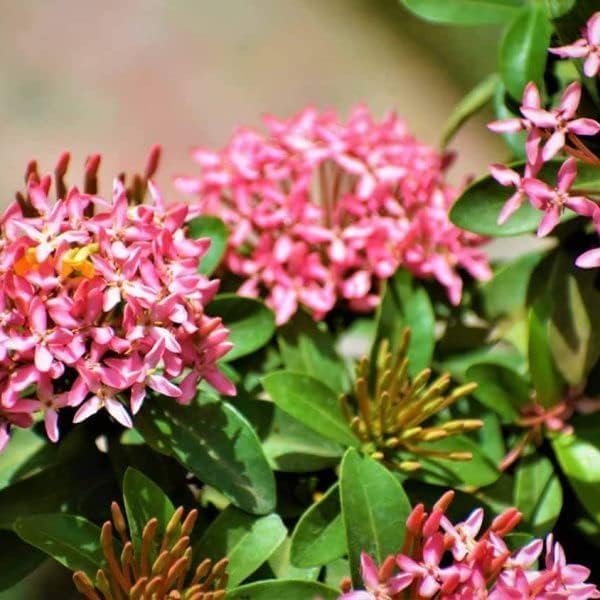 Ixora Dwarf Pink Taiwanensis | Live Plants | Ixora Chinensis | Perfect for Compact Spaces | Vibrant Tropical Blooms