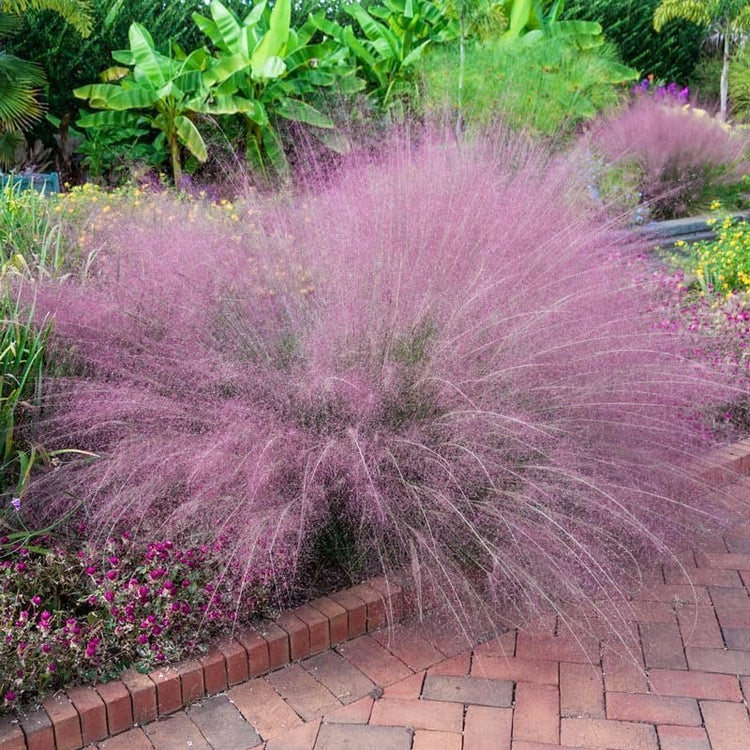 Muhly Grass | Extra Large 3 Gallon Plants | Muhlenbergia capillaris | Landscape Beautification | Garden Elegance