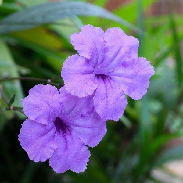 Mexican Petunia Purple I Large Gallon Size Plants I Ruellia Brittoniana | Live Vibrant Purple Flowers, Drought and Heat Tolerant, Ideal for Garden Borders and Container Planting