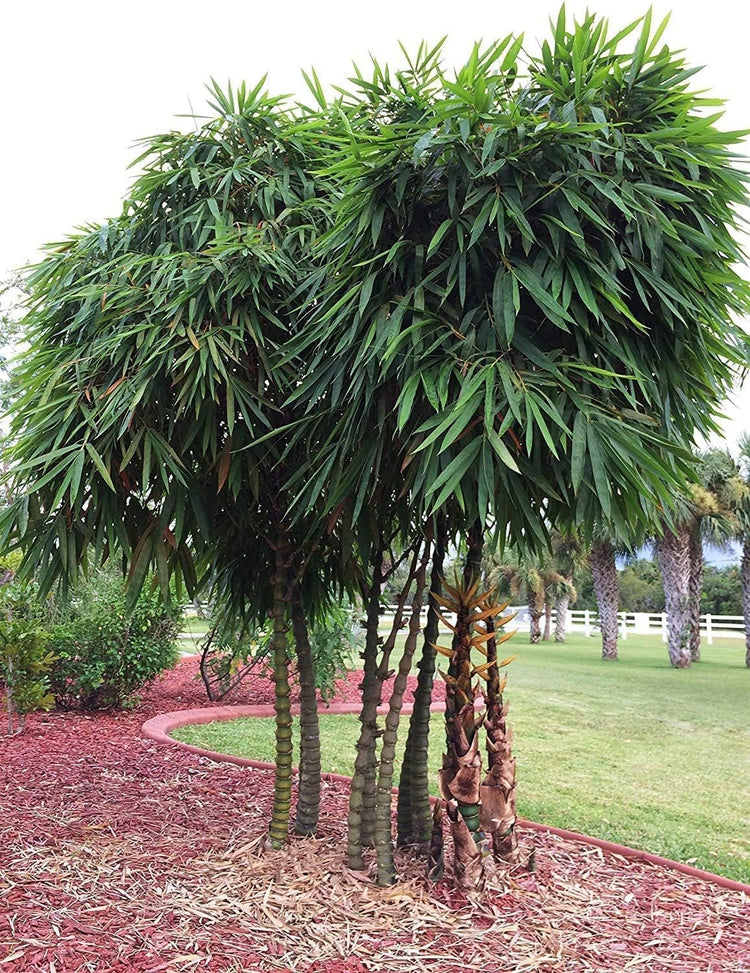 Dwarf Buddha Belly Bamboo | Live Plants | Bambusa Vulgaris Wamin | Rare Unique Beautiful Specimen | Non-Invasive Clumping Bamboo