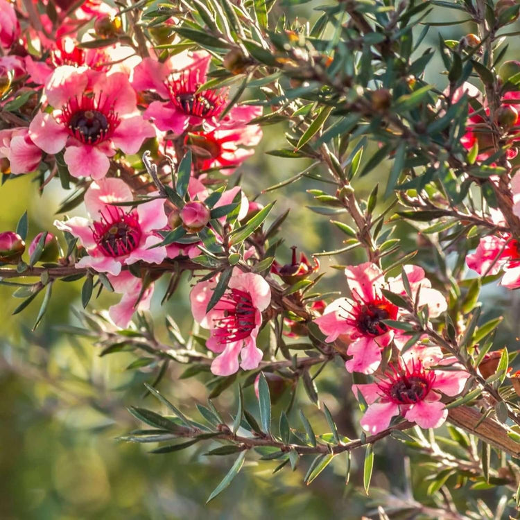 New Zealand Tea I Live Plants I Pink Flowers I Leptospermum Scoparium | Rich Aroma and Robust Flavor